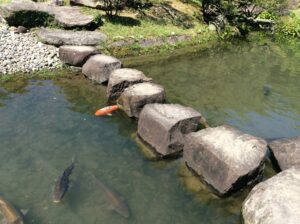 まるまるの鯉